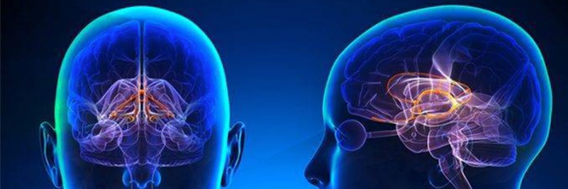 Illustration of two brains inside two heads